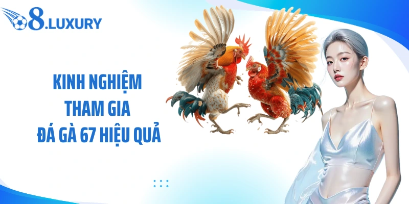 Kinh nghiệm tham gia đá gà 67 hiệu quả